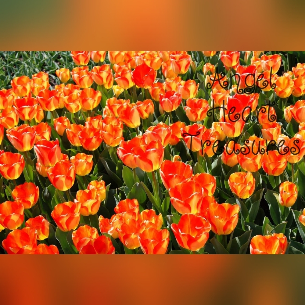 11x14 Original Photography Field of Fiery Orange & Yellow Tulips in Spring